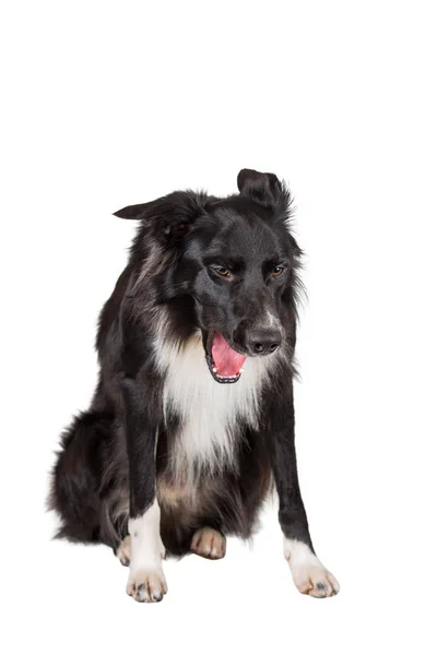 完全な長さの肖像画の疲れ純血ボーダーコリー犬yawning — ストック写真