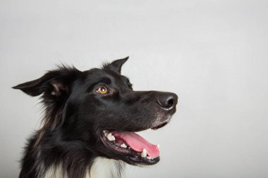 Neşeli, safkan bir Collie köpeğinin yakından çekilmiş portresi.