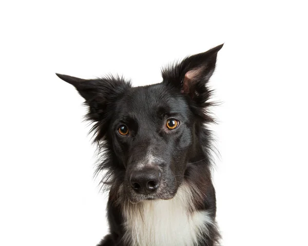 Close up portrait of adorable purebred Border Collie looking awa — Stock Photo, Image