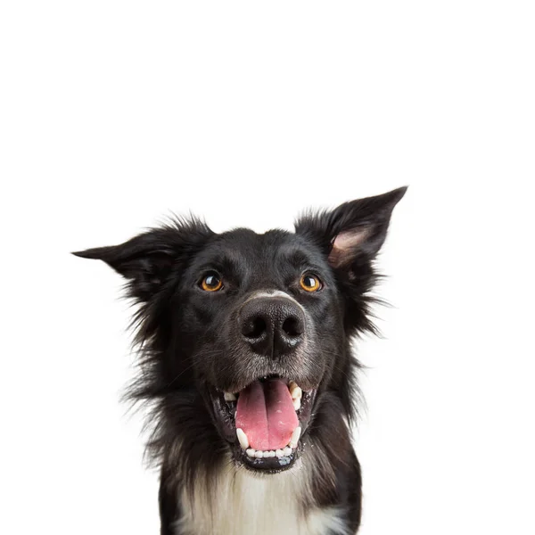 Close-up portret van rasechte hond grappige emotie. Open mond en — Stockfoto