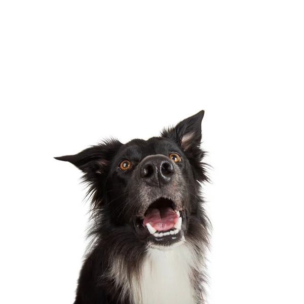 Közelkép a fajtiszta kutya vicces érzelmeiről. Nyitott száj és — Stock Fotó