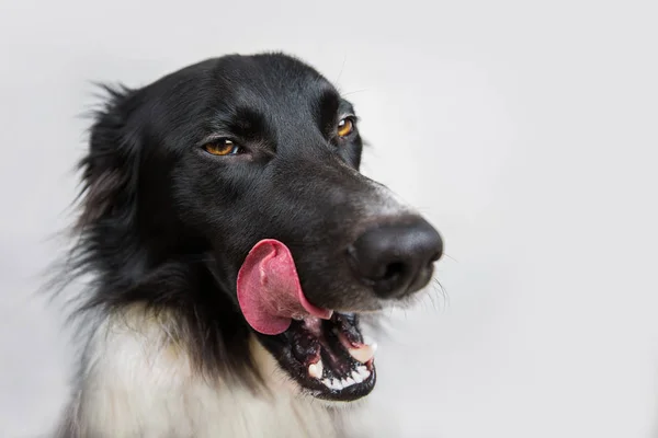 Close up portrait of a cheerful purebred Border Collie dog showi — Stock Photo, Image