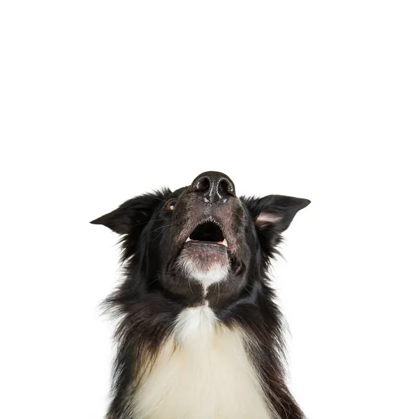 Close up portrait of purebred dog funny emotion. Open mouth and — Stock Photo, Image