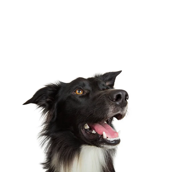Closeup Portrait Cheerful Purebred Border Collie Dog Looking Isolated White — Stock Photo, Image