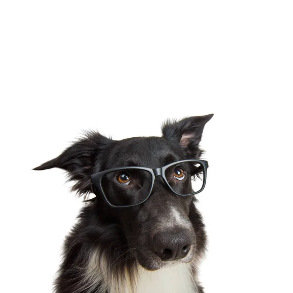 Close up portrait of funny dog wearing eyeglasses. Purebred Bord — Stock Photo, Image