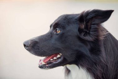 Border Collie 'nin köpeğini kapatın, profil portresi çekin, neşeli görünün, ağzınızı açın. Gri arka planda komik siyah hayvan.