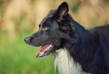 Odaklanmış portreyi kapat, çoban köpeği açık ağızlıklı meraklı bakıyor. Güneşli arka plan, sevimli köpek parkta doğanın tadını çıkarıyor..
