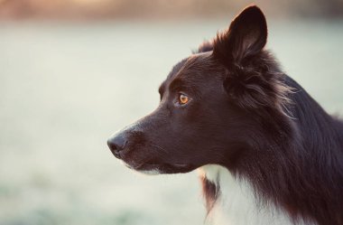 Yan görüntüyü kapatın, profil portresi meraklı çoban köpeği kışın arka planda fotokopi çekerek ileriye bakıyor. Doğada sevimli safkan köpek avı..