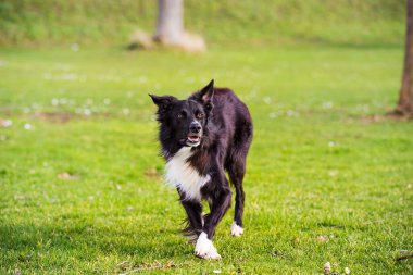 Savunma Bakanlığı itaat eğitimi. Tam uzunluğunda meraklı bir çoban köpeği güneşli bir günün tadını çıkarıyor ve efendisiyle oyunlar oynuyor..