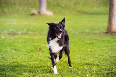 Savunma Bakanlığı itaat eğitimi. Tam uzunluğunda meraklı bir çoban köpeği güneşli bir günün tadını çıkarıyor ve efendisiyle oyunlar oynuyor..