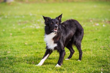 Savunma Bakanlığı itaat eğitimi. Tam uzunluğunda meraklı bir çoban köpeği güneşli bir günün tadını çıkarıyor ve efendisiyle oyunlar oynuyor..