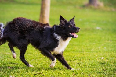Border collie köpeği koşuyor. Önüne bakıyor. Güneşli bir günün tadını çıkarıyor ve efendisiyle oyunlar oynuyor..