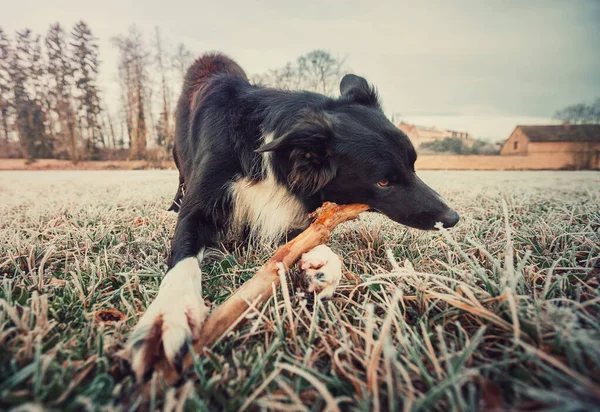 Border Collie Dog Catching Stick His Mouth Playing Funny Games — Stock Photo, Image