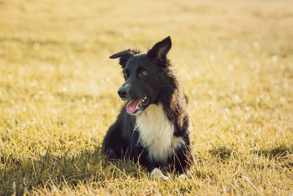 欢快的边境牧羊犬的画像躺在草地上 滑稽的脸张着长舌 享受着春日的阳光 户外背景 草坪上可爱的小狗 — 图库照片