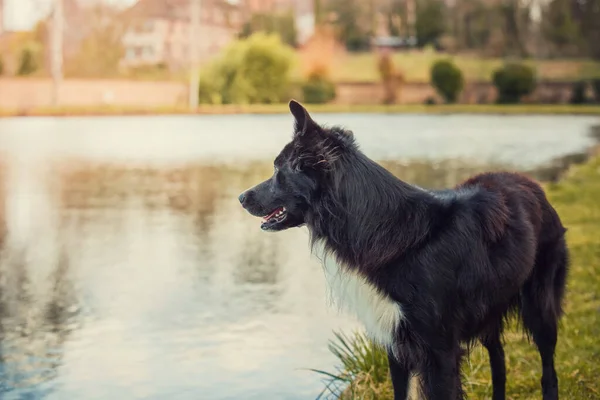 Fokuserad Border Collie Hund Står Nära Sjön Ser Nyfiken Sidan — Stockfoto