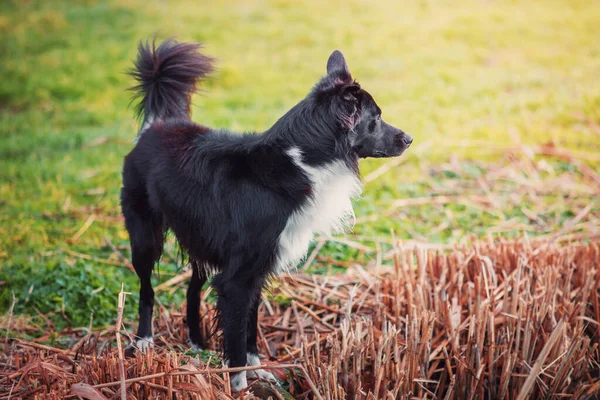 Volledig Profiel Portret Nieuwsgierige Rand Collie Hond Kijken Gericht Vooruit — Stockfoto