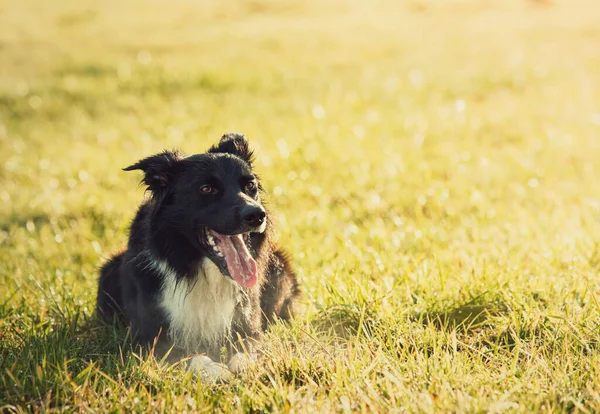 欢快的边境牧羊犬的画像躺在草地上 滑稽的脸张着长舌 享受着春日的阳光 户外背景 公园草坪上可爱的小狗 — 图库照片