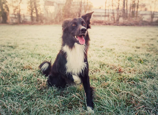 Härlig Hund Full Längd Porträtt Poserar Utomhus Med Rolig Känsla — Stockfoto