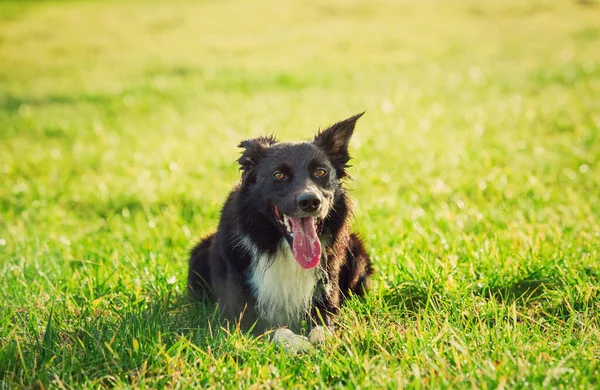 Portrait Joyful Border Collie Dog Laying Meadow Funny Face Mouth — Φωτογραφία Αρχείου