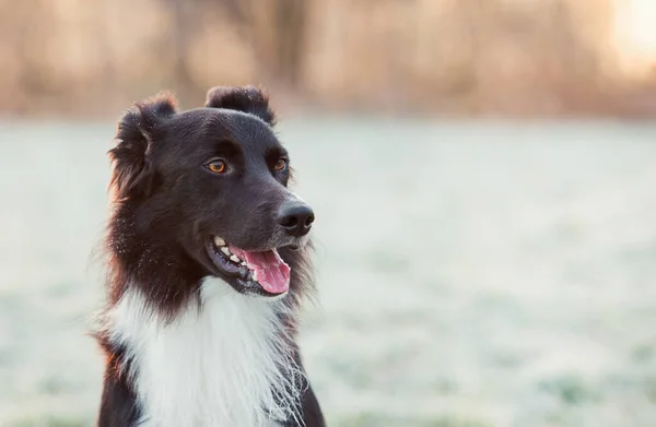 斗篷肖像画欢快的边境牧羊犬 张开嘴 笑容可亲 冬季户外背景 白雪覆盖的草地和可爱的小狗在公园里享受清晨的日出 — 图库照片