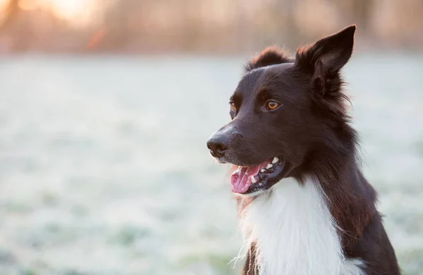 斗篷肖像画欢快的边境牧羊犬 张开嘴 笑容可亲 冬季户外背景 白雪覆盖的草地和可爱的小狗在公园里享受清晨的日出 — 图库照片