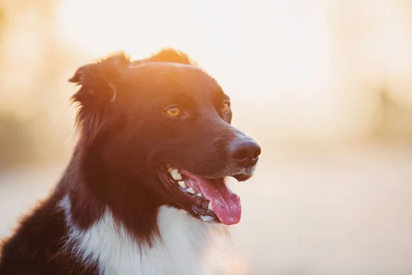 Κοντινό Πορτρέτο Χαρούμενο Συνοριακό Σκυλάκι Που Κοιτάει Στο Πλάι Στόμα — Φωτογραφία Αρχείου