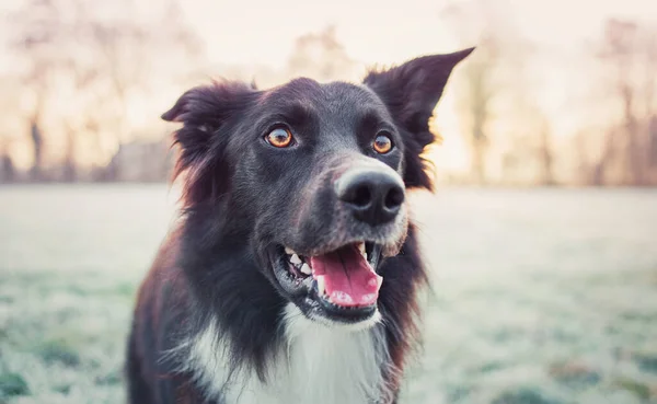 Mooie Hond Close Portret Poseren Buiten Met Een Grappige Emotie — Stockfoto