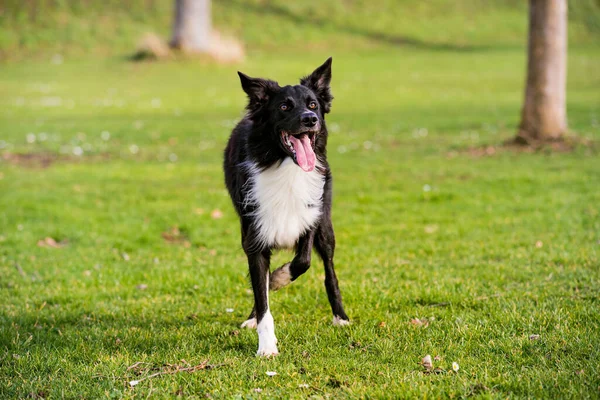 Border Collie Dog Trénink Poslušnosti Městském Parku Slunečného Dne Hraniční — Stock fotografie
