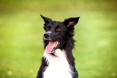 Güzel gündoğumu doğa açık havada tasma olmadan mutlu sınır Collie köpek. Mutlu köpek seyir için fotoğraf makinesi içinde şehir park.