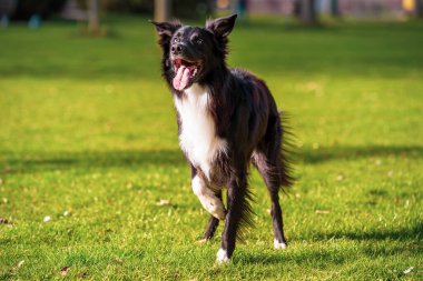 Oyuncak safkan sınır collie köpek Closeup portre açık yeşil çim çim üzerinde açık ağız komik yüzü ile bir kenara bakıyor. Parkta güneşli bir günün tadını çıkaran sevimli köpek yavrusu.