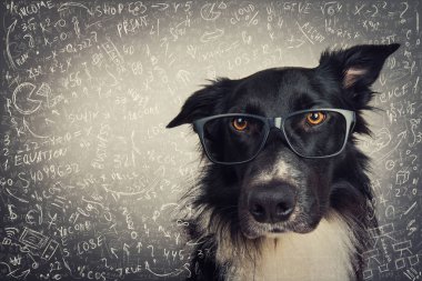 Gözlük takan düşünceli bir köpeğin portresi. Safkan Border Collie ineği gri arka planda zor matematik hesaplamaları ve denklemleri çözüyor. Okula dönüyorum, hayvan zekası konsepti..