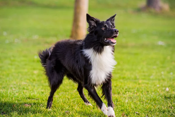 Entrenamiento Obediencia Dod Longitud Completa Curioso Perro Collie Frontera Mirando —  Fotos de Stock