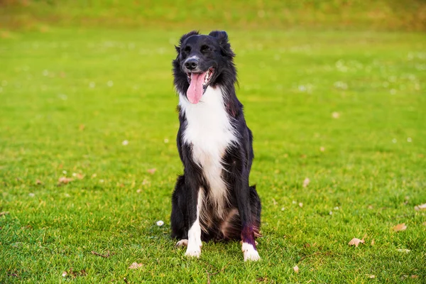 Precioso Retrato Perro Posando Aire Libre Con Una Emoción Divertida — Foto de Stock