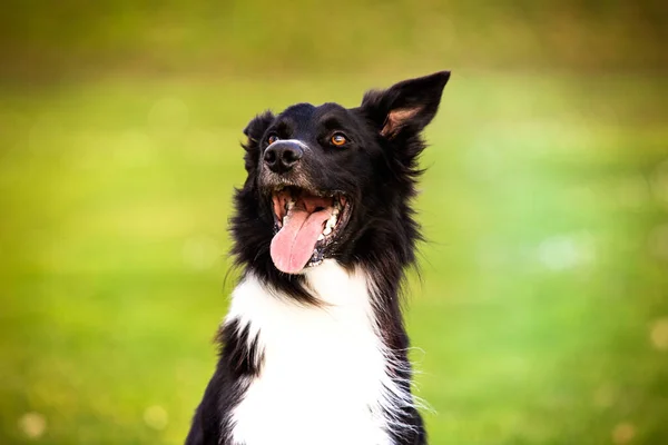 Precioso Retrato Perro Posando Aire Libre Con Una Emoción Divertida — Foto de Stock