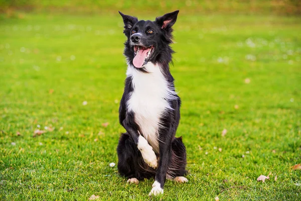 Dod服从训练 一长串好奇的边境牧羊犬看着前方 一边欣赏着阳光灿烂的日子 一边和主人玩游戏 — 图库照片