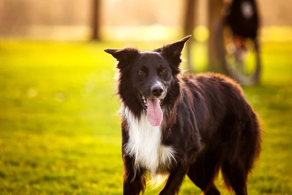 Happy Border Collie Hond Zonder Lijn Buiten Natuur Een Prachtige — Stockfoto