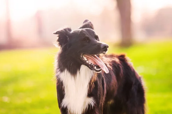 Closeup Portrait Playful Purebred Border Collie Dog Looking Aside Open — Stock Photo, Image