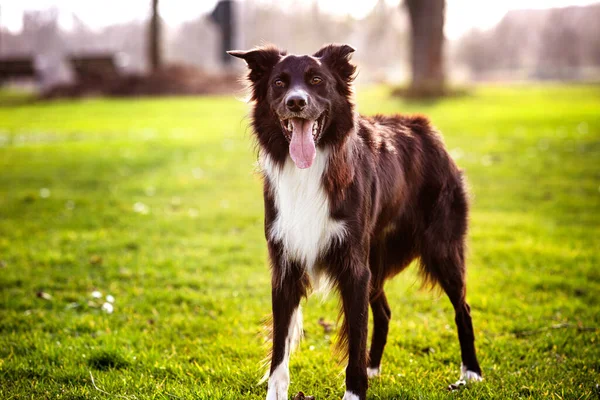Precioso Retrato Perro Posando Aire Libre Con Una Emoción Divertida —  Fotos de Stock