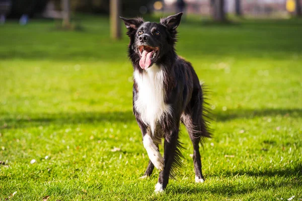 Precioso Retrato Perro Posando Aire Libre Con Una Emoción Divertida — Foto de Stock