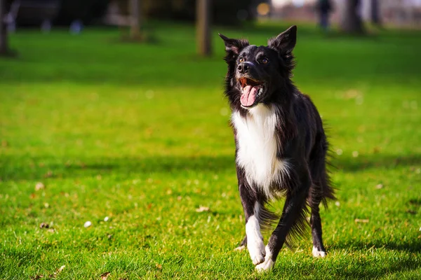 Šťastné Ohraničení Collie Pes Bez Popele Venku Přírodě Krásného Východu — Stock fotografie