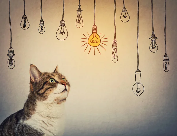 Nyfiken Och Lyhörd Randig Katt Tittar Upp Uppmärksamt Tänkande Underhållande — Stockfoto