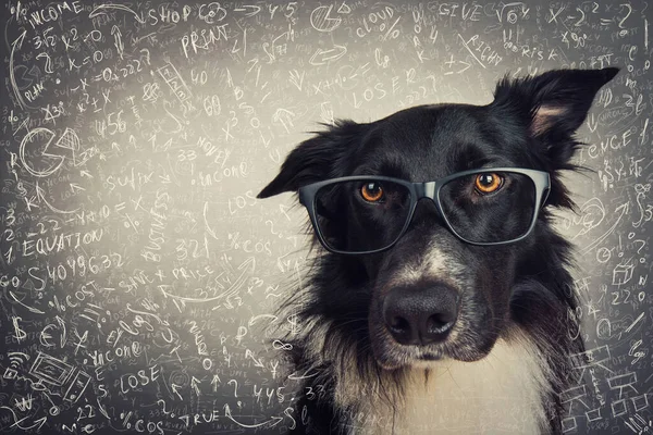眼鏡をかけて思慮深い犬の肖像画を閉じます 純血種のボーダー コリー オタクハード 数学の計算と方程式を解く灰色の背景 学校に戻ると動物知能の概念 — ストック写真