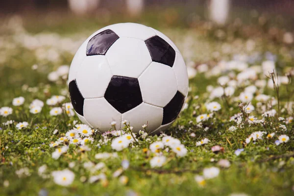 Soccer ball  typical black and white pattern, on green grass lawn with flowers in the green grass. Classic soccer ball, typical black and white pattern.