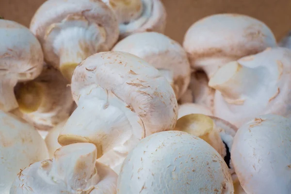 Ein Bündel Frisch Gepflückter Pilze Aus Nächster Nähe Fertig Für — Stockfoto