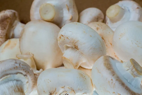 Haufen Frisch Gepflückter Pilze Für Die Zubereitung Von Speisen Aus — Stockfoto