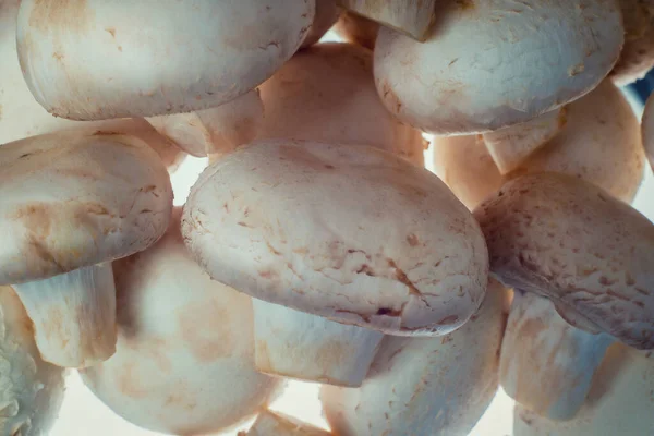 Großaufnahme Bündel Frisch Gepflückter Pilze Vor Weißem Hintergrund Bereit Für — Stockfoto