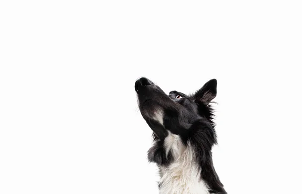 Close Portrait Purebred Dog Funny Emotion Open Mouth Big Eyes — Stock Photo, Image