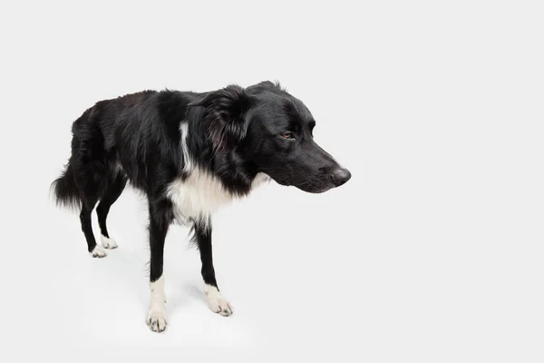 いらいらする純血種の境界線の犬の完全な長さの肖像画は 貫通を見下ろしています 賢い目で可愛い優しいペット 退屈と動揺子犬はコピースペースで白に隔離されました — ストック写真