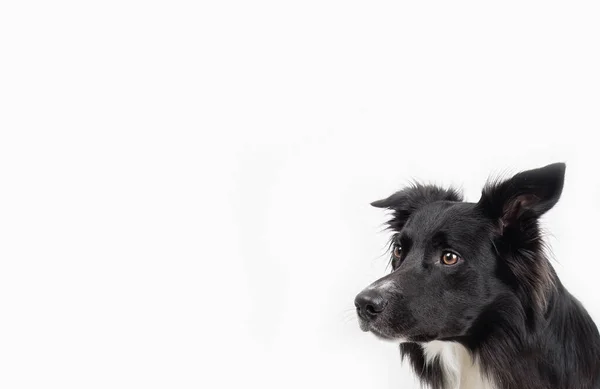 Close Portrait Adorable Purebred Border Collie Looking Camera Isolated White — Stock Photo, Image