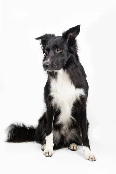 コピースペースとグレーの背景に隔離された脇に見て愛らしい純血ボーダーコリーの完全な長さの肖像画 面白い黒と白の犬は真剣にしようとします — ストック写真